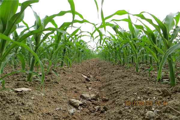 Herbicide for Cornfield Atrazine 380g L SL