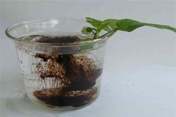 High Solubility Potassium Humate 85 